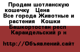 Продам шотланскую кошечку › Цена ­ 10 000 - Все города Животные и растения » Кошки   . Башкортостан респ.,Караидельский р-н